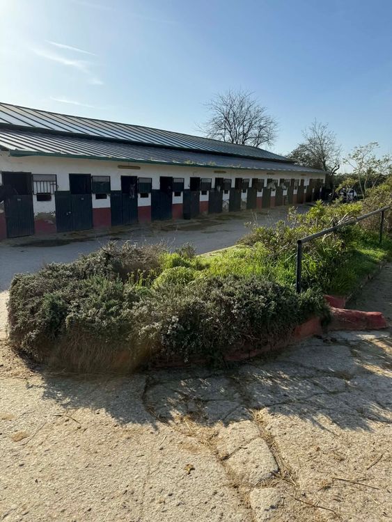 Egy córdobai lovarda őrzői